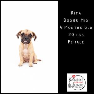 A 4-month-old female Boxer mix puppy named Rita, weighing 20 lbs, sitting on a white background.