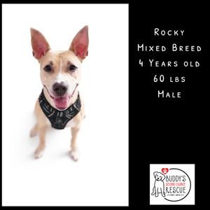 Rocky, Mixed Breed, adult, available for adoption