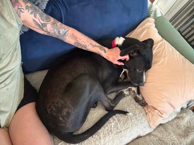 Olsen, Mixed Breed, adult, available for adoption
