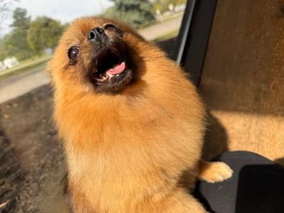 Farrah, Pomeranian, adult, available for adoption