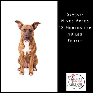 A brown and white mixed breed dog sitting on a white background. The dog has a white chest and a black nose. The text on the right side of the image reads "Georgia, Mixed Breed, 13 Months Old, 50 LBS, Female". The logo at the bottom right corner says "Buddy's Animal Rescue".