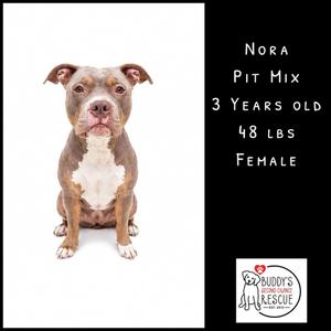 A photograph of a brown and white Pit Mix dog sitting, next to text identifying her as Nora, 3 years old, 48 lbs, female, with a rescue logo at the bottom.