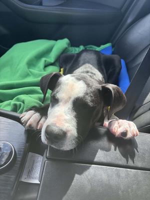 Duke, Mixed Breed, puppy, available for adoption