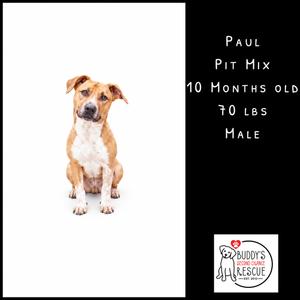 A brown and white pit mix dog sitting on a white background.