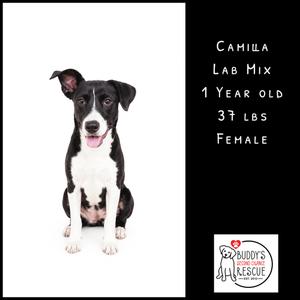 A black and white pitbull mix dog named Camila, 1 year old, 37 lbs, female, is sitting and looking at the camera. Text on the right side of the image provides her details and a rescue logo.
