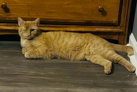 Candy Corn, young, available for adoption