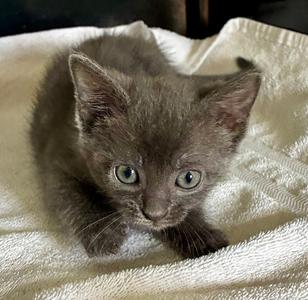 Dormouse, kitten, available for adoption