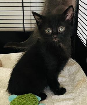 Lark, kitten, available for adoption