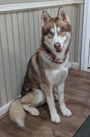 A husky dog with blue eyes and a brown and white coat is sitting on a wooden floor, looking directly at the camera.