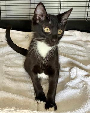 Penn, kitten, available for adoption