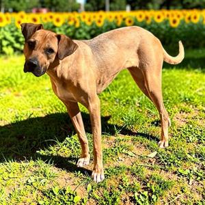 Clara, Black Mouth Cur, young, available for adoption