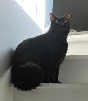 Steve, adult, available for adoption