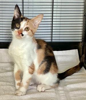 Darla, kitten, available for adoption