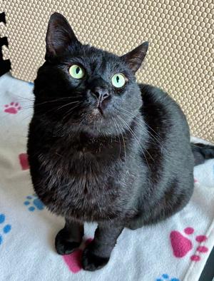 Esteban, adult, available for adoption