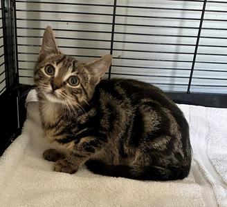Splash, kitten, available for adoption