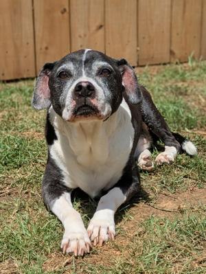 Harlan, American Pit Bull Terrier, senior, available for adoption