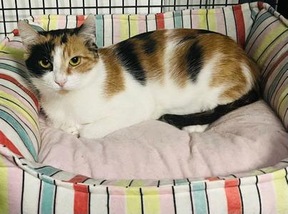 ChrysantheMum, young, available for adoption