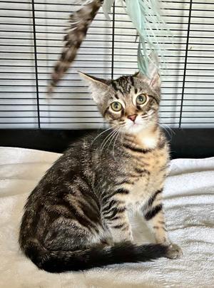 Petunia, kitten, available for adoption