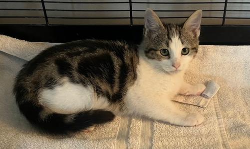 Flutter, kitten, available for adoption