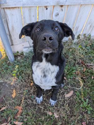 Mickey, Black Labrador Retriever / Australian Cattle Dog / Blue Heeler, puppy, available for adoption