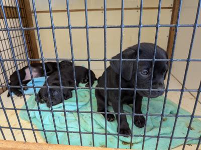 Pug puppies, Pug, puppy, available for adoption
