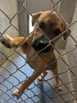 Bo, Pit Bull Terrier, puppy, available for adoption