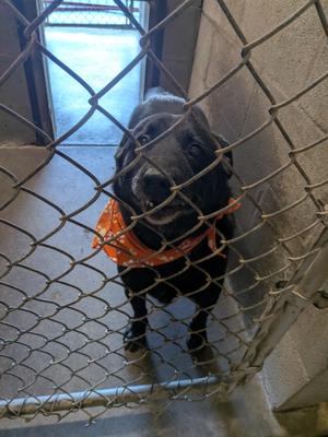 Timber, Black Labrador Retriever / Australian Cattle Dog / Blue Heeler, adult, available for adoption