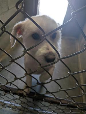 A small white dog with floppy ears is seen through a chain-link fence. The dog has dark eyes and a black nose, and appears to be looking directly at the camera. The background is slightly blurred, suggesting an indoor setting with a window or light source behind the dog.