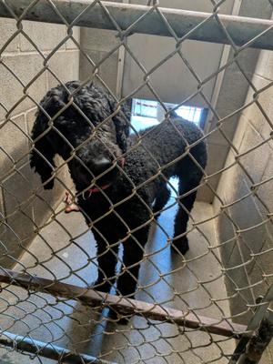 Louie, Standard Poodle, young, available for adoption
