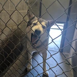 Denali, Husky / Alaskan Malamute, senior, available for adoption