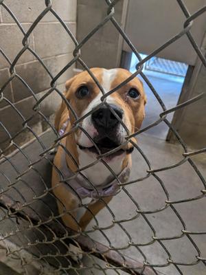 A dog behind a chain-link fence, looking up with its mouth open.