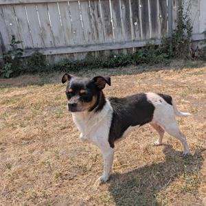 A black and white dog standing on a grassy area with a wooden fence in the background.