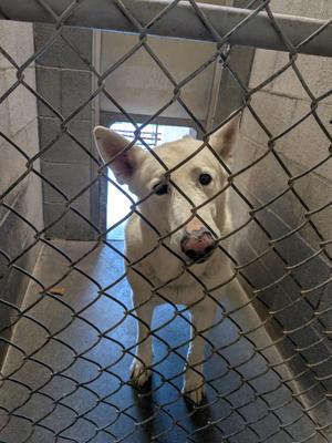 A white dog with a black nose and ears standing behind a chain-link fence in a kennel.