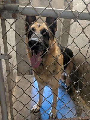 German Shepherd dog standing behind a chain-link fence, with its tongue out