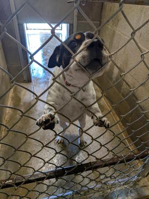 Rocco, Australian Cattle Dog / Blue Heeler, young, available for adoption