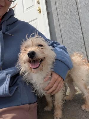 Jack, Terrier, adult, available for adoption
