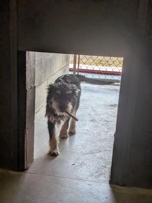 Depot, Miniature Schnauzer, puppy, available for adoption