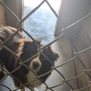 A black and white dog with brown patches is looking through a chain-link fence. The dog has a fluffy coat and is standing in a dimly lit area with light coming from a doorway in the background.
