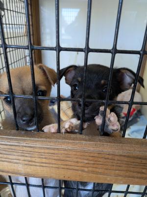 Chihuahua puppies, Chihuahua, puppy, available for adoption