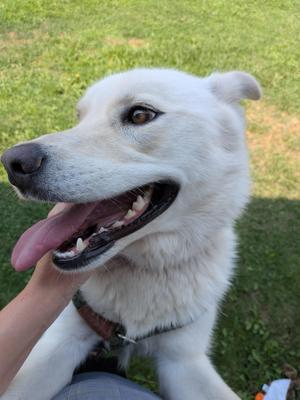 Hope, Husky / Great Pyrenees, young, available for adoption