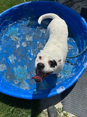 Molly, Pit Bull Terrier, adult, available for adoption