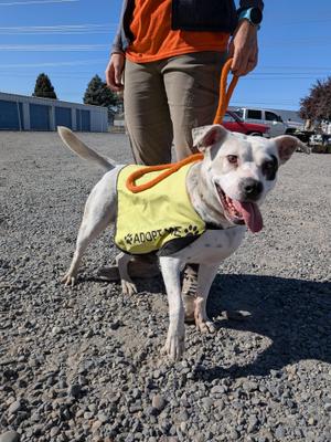 Molly, Pit Bull Terrier, adult, available for adoption