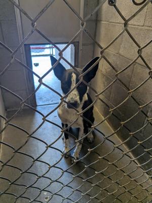 Cali, Border Collie / Australian Cattle Dog / Blue Heeler, young, available for adoption