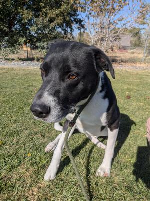 Kylo, Black Labrador Retriever / Border Collie, adult, available for adoption