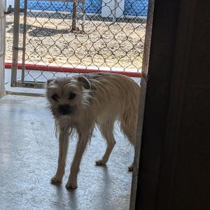 Rumi, Terrier, young, available for adoption