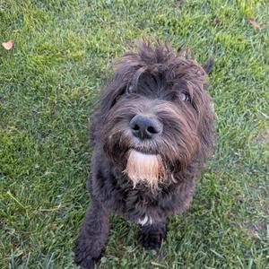 A fluffy black dog with a white patch on its chest is standing on a grassy field, looking up at the camera.