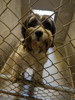 Benji, Maltese, young, available for adoption