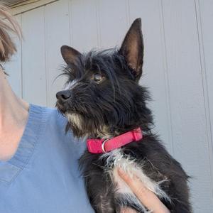 Jeffrey, Chihuahua / Yorkshire Terrier, young, available for adoption