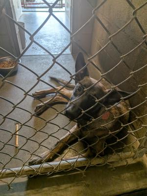 Boba, Belgian Shepherd / Malinois, puppy, available for adoption