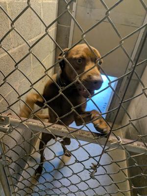 Buddy, Chocolate Labrador Retriever, young, available for adoption